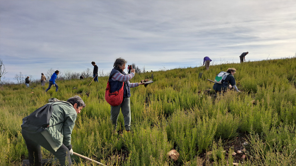 Voluntarios participan en la plantación de árboles organizada por la Asociación Teleno Libre en Boisán.