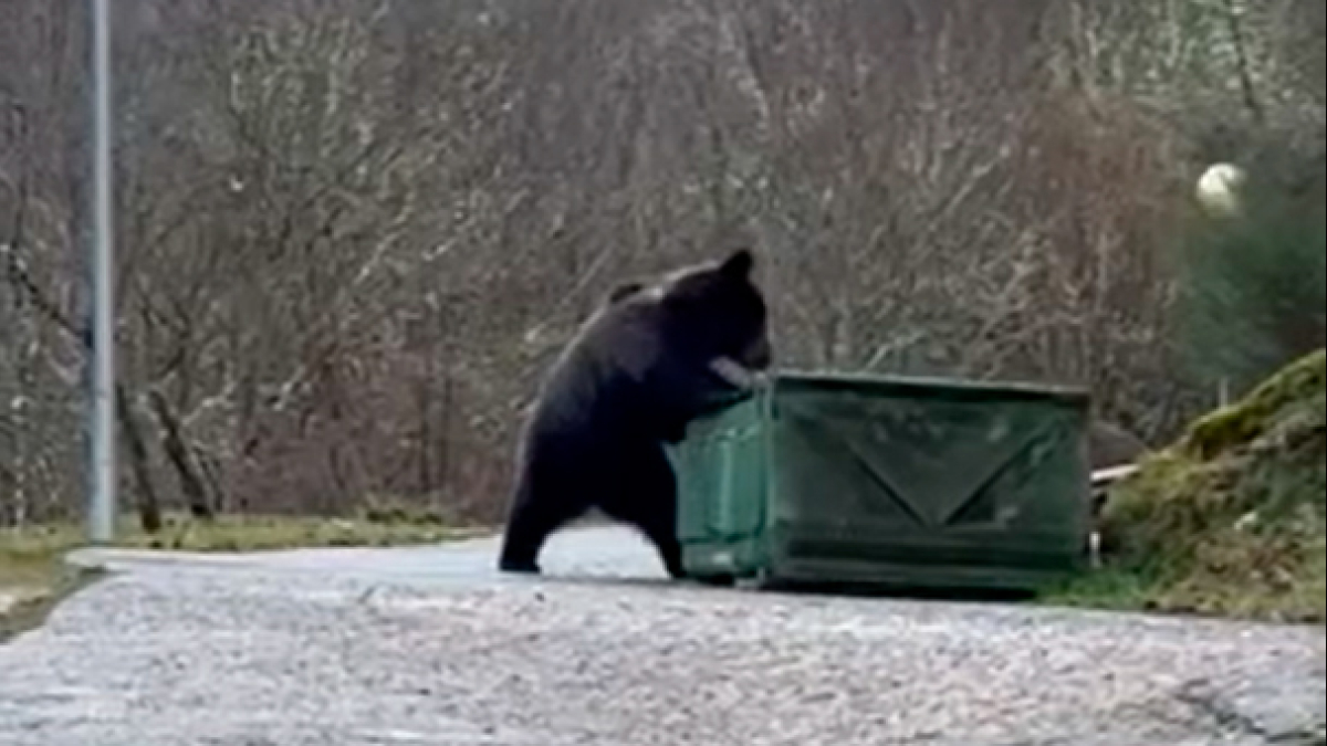 Un oso entra a comer basura en Villablino.