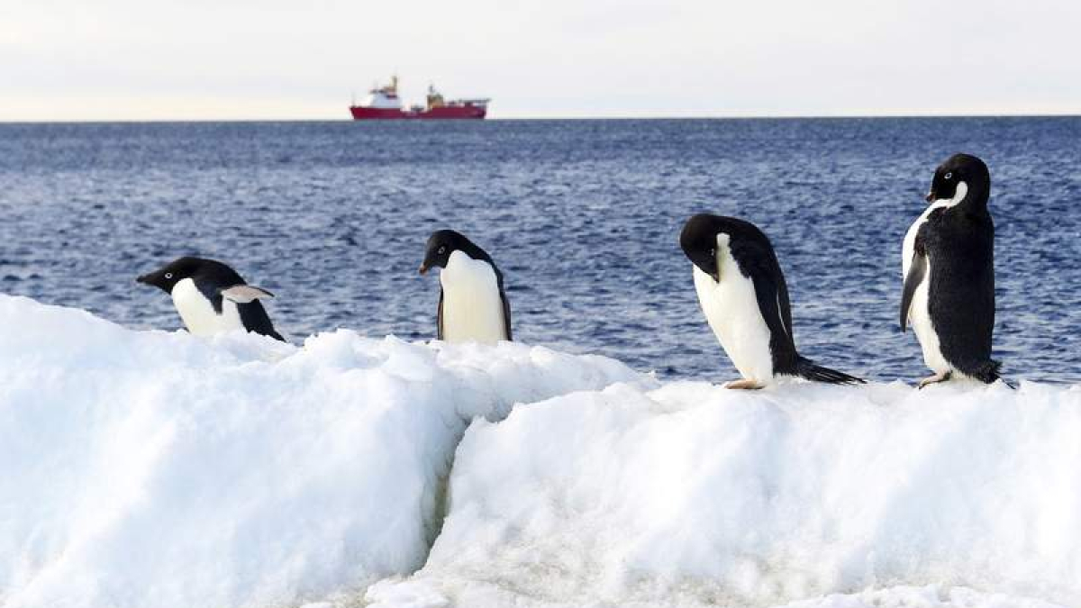 Foto de archivo de pingüinos en la Antártida.  NICKY WILSON