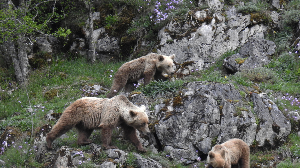 Un proyecto Life favorecerá la coexistencia del oso en los pueblos de León
