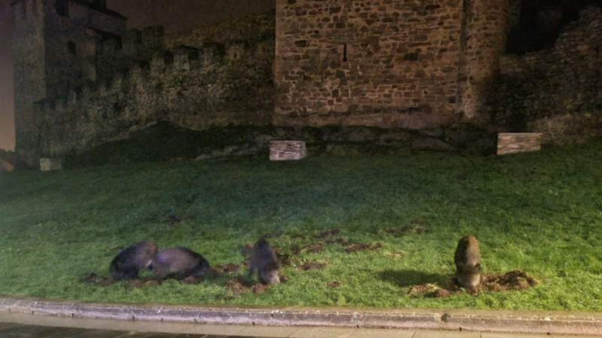 Una piara de jabalís en la ladera del Castillo de Ponferrada.