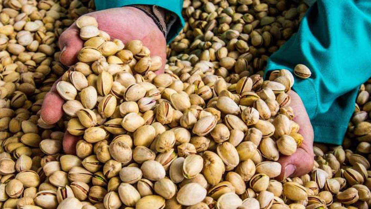 El 26 de febrero se celebra el Día Mundial del Pistacho, uno de los frutos secos más populares por su característico sabor y su versatilidad en la cocina.