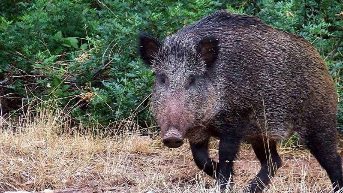 La orden busca frenar la proliferación de determinadas especies. EFE