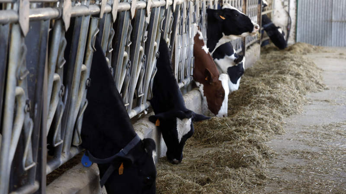 Granja de vacuno de leche. MARCIANO PÉREZ