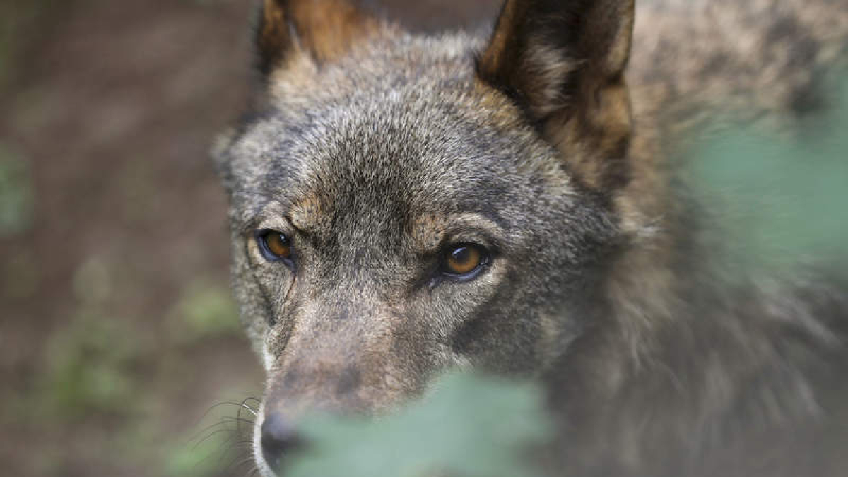 Un lobo ibérico en las instalaciones del centro de interpretación del lobo de Belmonte (Asturias). J.L. CEREIJIDO