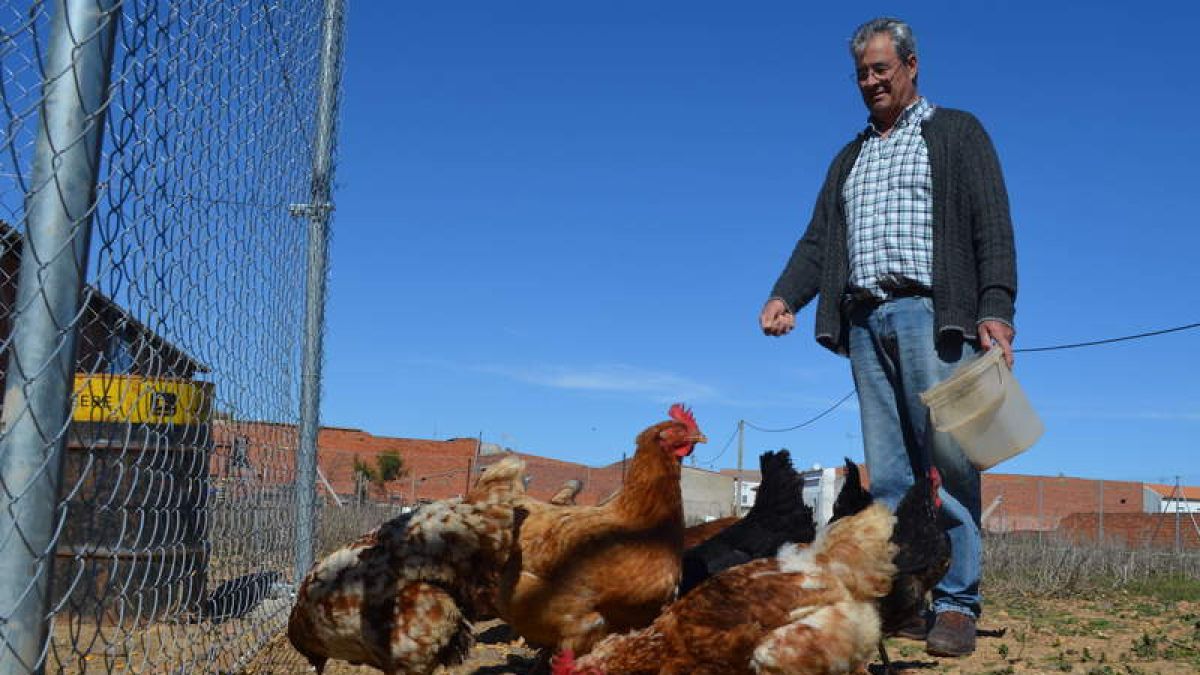 César Segurado da de comer a sus gallinas en el corral que tiene en Pobladura de Pelayo García.  MEDINA