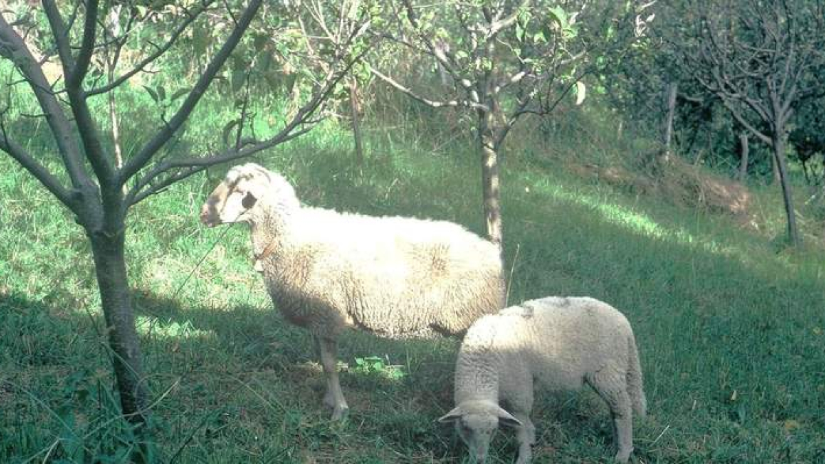 Una oveja demostró el poder de San Patricio. R. G.-QUEVEDO