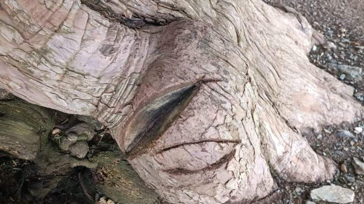 Cortes realizados en el tronco del árbol monumental.
