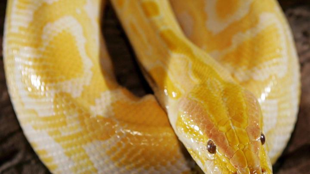 Una serpiente pitón de Birmania albina.