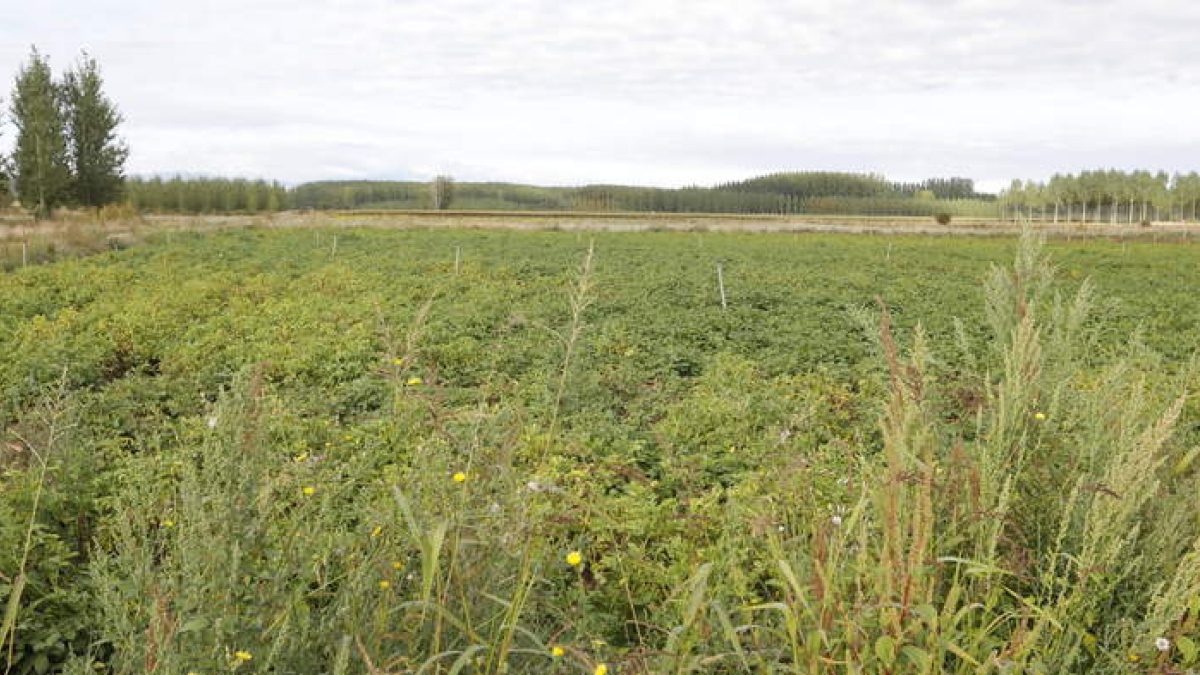 Cultivo de patatas en el Páramo Bajo