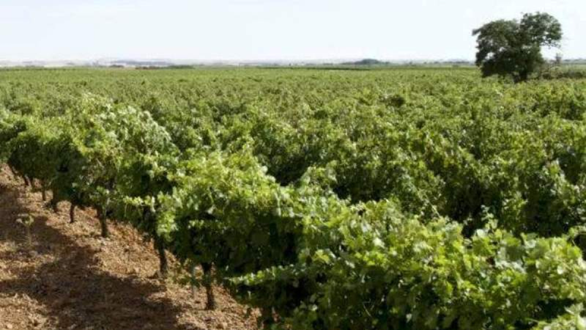 Imagen de un viñedo en la provincia de León.  DL