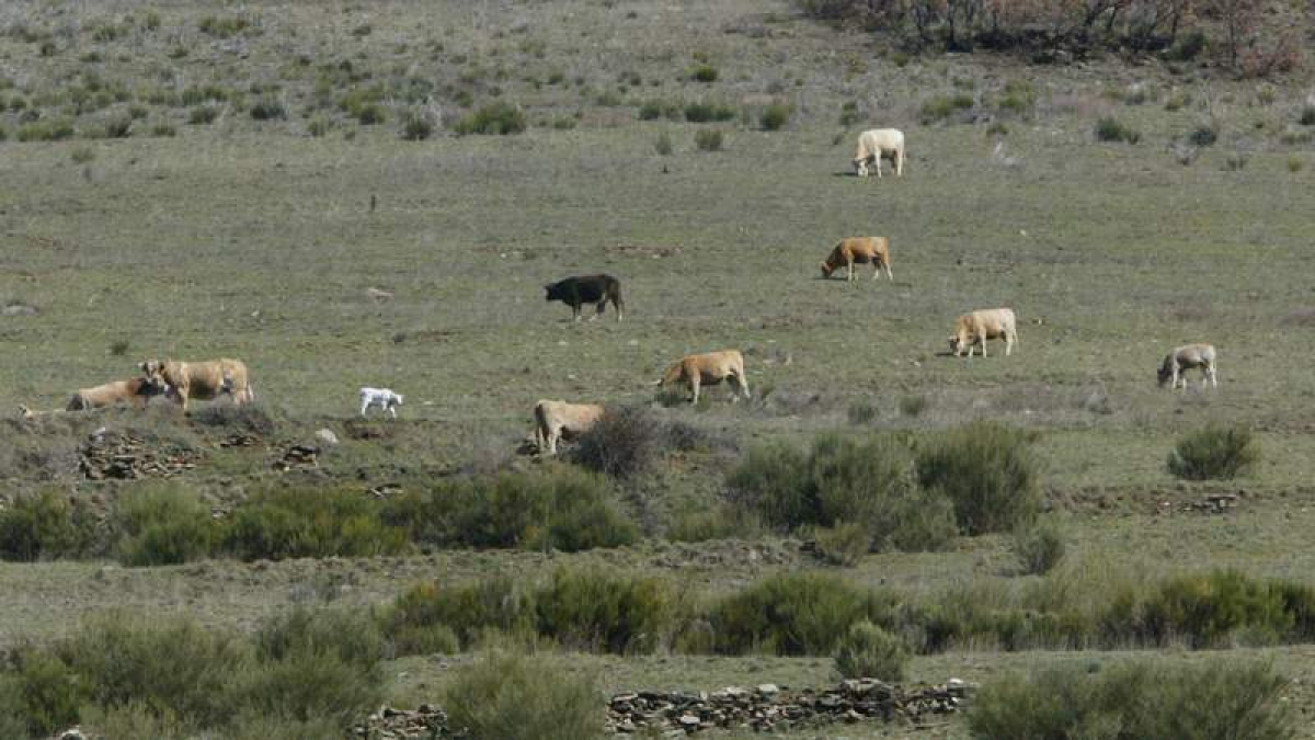 Un grupo de vacas pastando por los montes de La Cabrera . L. DE LA MATA