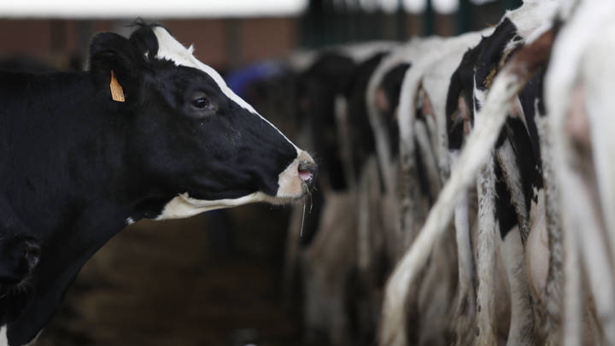Imagen de archivo de una explotación ganadera