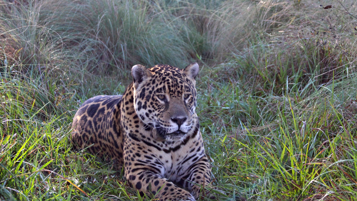 Los yaguaretés están catalogados a nivel mundial como especie