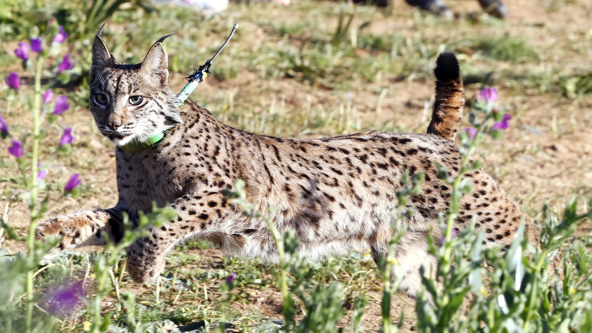 Un ejemplar de lince ibérico. Archivo EFE/José Manuel Vidal
