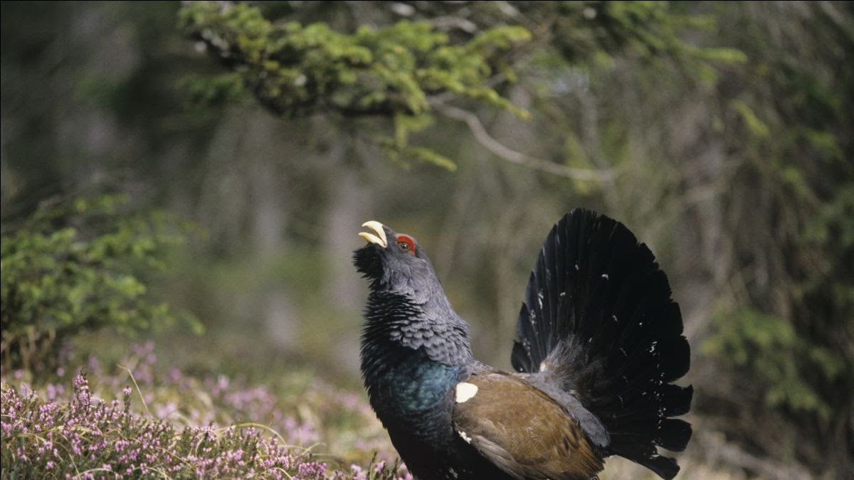Un urogallo, en una imagen de archivo. FSC ESPAÑA.