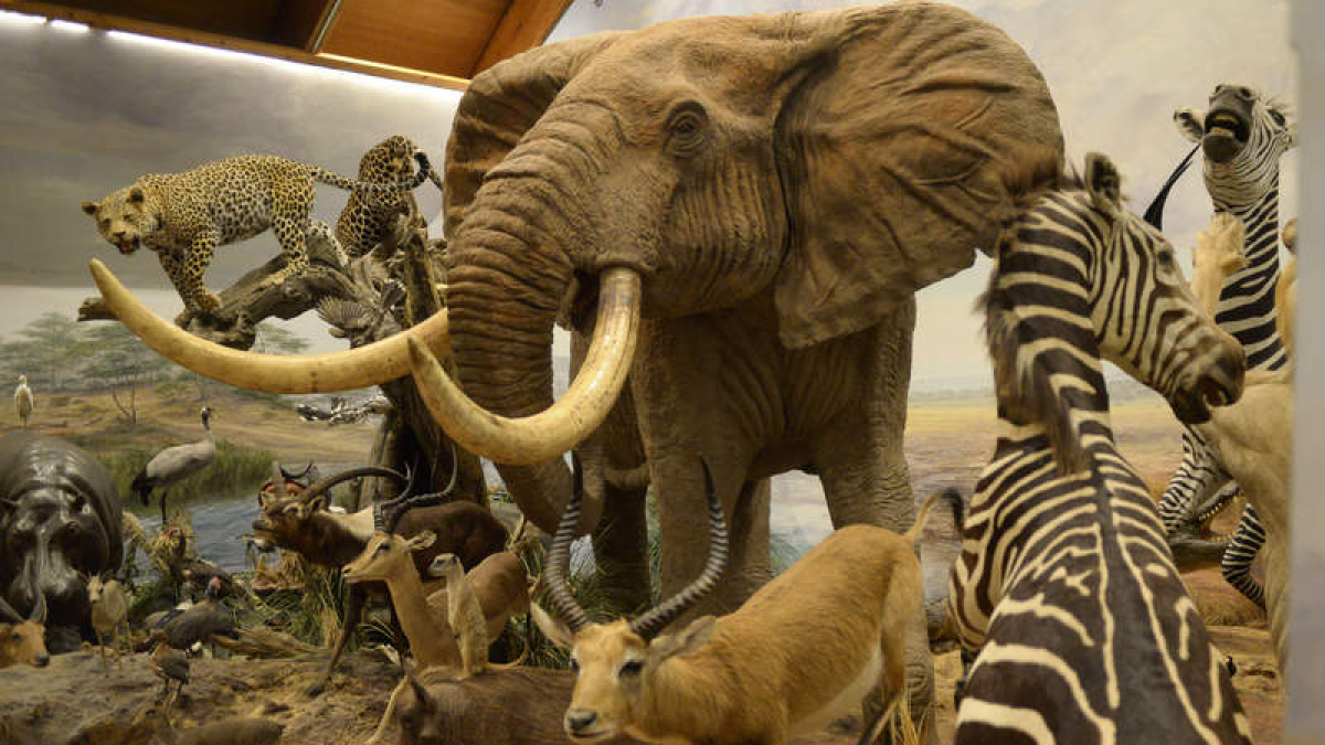 Animales de la sala de África en el museo de Valdehuesa, regentado por el doctor Romero Nieto. MARÍA FUENTES