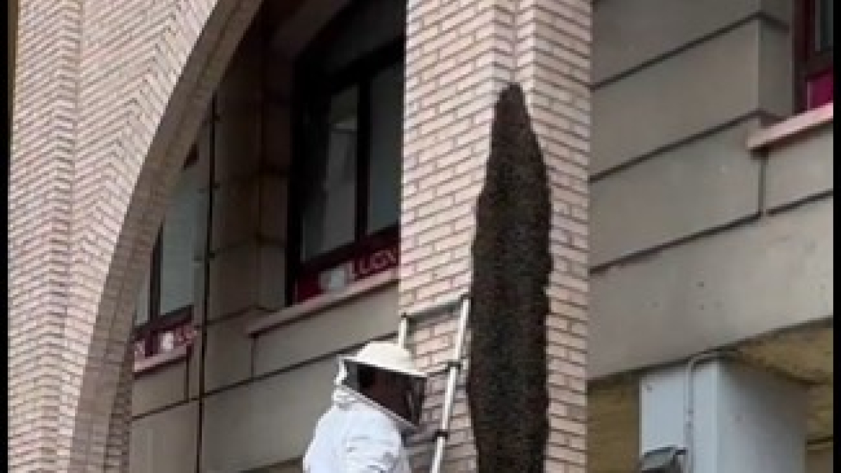 Un apicultor ayudó a los Bomberos de León a retirar el enjambre.