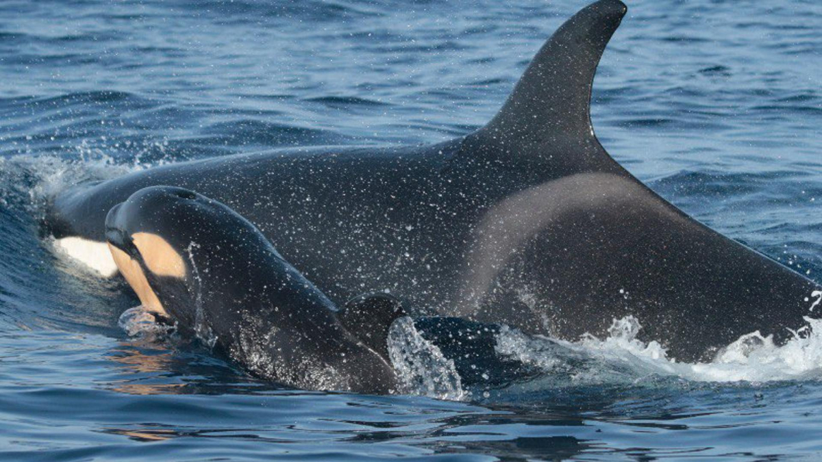 Fotografía facilitada por el Ministerio para la Transición Ecológica y Reto Demográfico de unas orcas. EFE