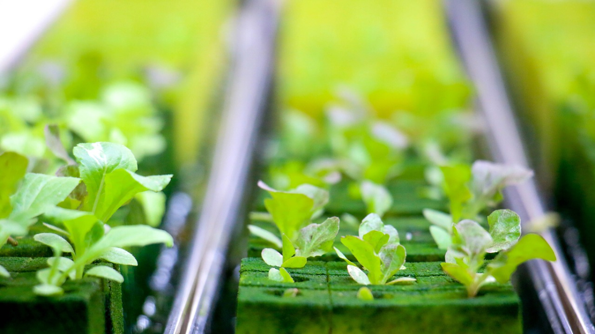 Miguel Serrano plantea el desarrollo de un innovador sistema compacto de acuaponía con hidroponía vertical, apto para el cultivo de diversas especies vegetales y cría de gran variedad de peces, o incluso crustáceos o moluscos.