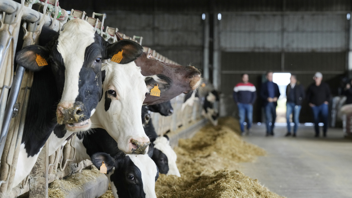 Archivo - Varias vacas en una explotación agraria