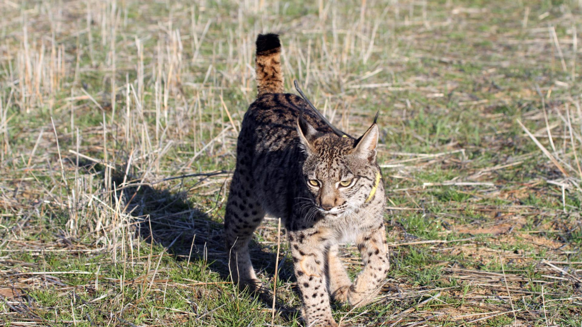 Un ejemplar de lince ibérico. Archivo EFE/ Beldad