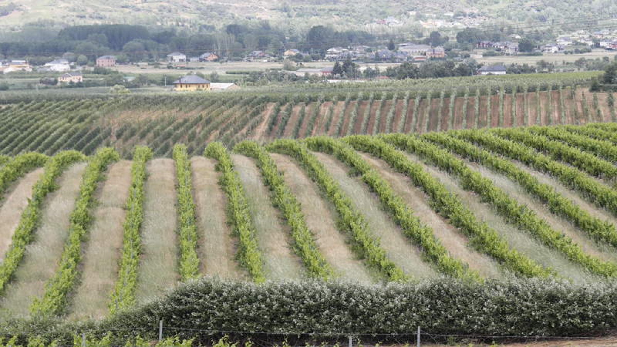 Viñedos de Cacabelos.