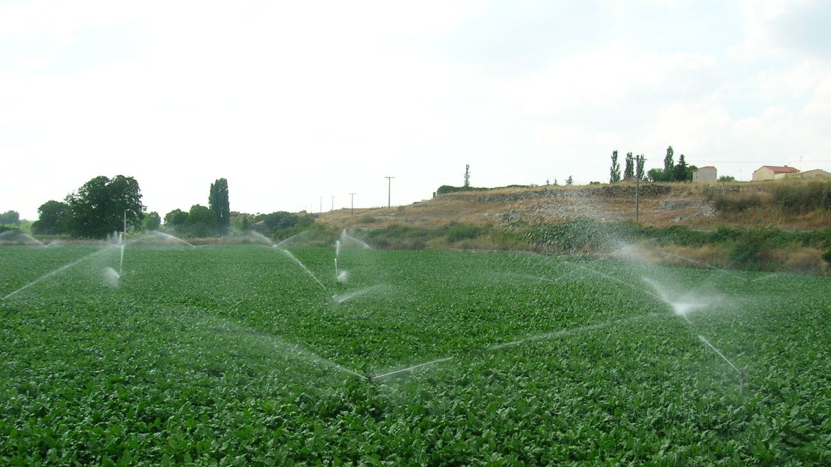 Remolacha en regadío.