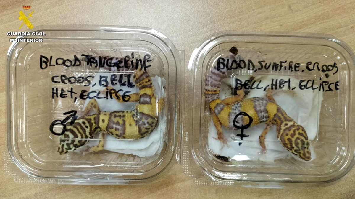 La Guardia Civil de Bizkaia ha localizado un paquete que contenía dos lagartos de la especie Gecko Leopard.. EFE/Guardia Civil