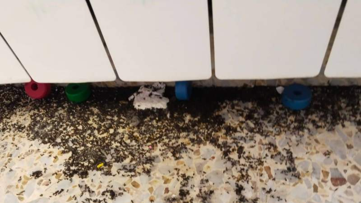 Hormigas en una de las aulas del centro de La Palomera. DL