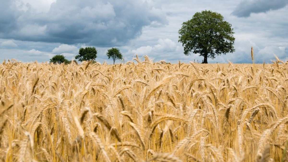 Campo de trigo