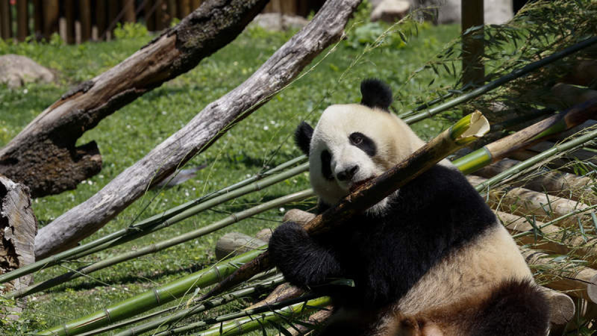 Jin XI come tranquilamente en el zoo de Madrid. EFE