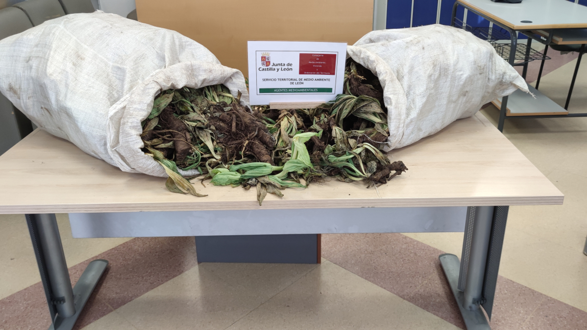 Material incautado en la operación.