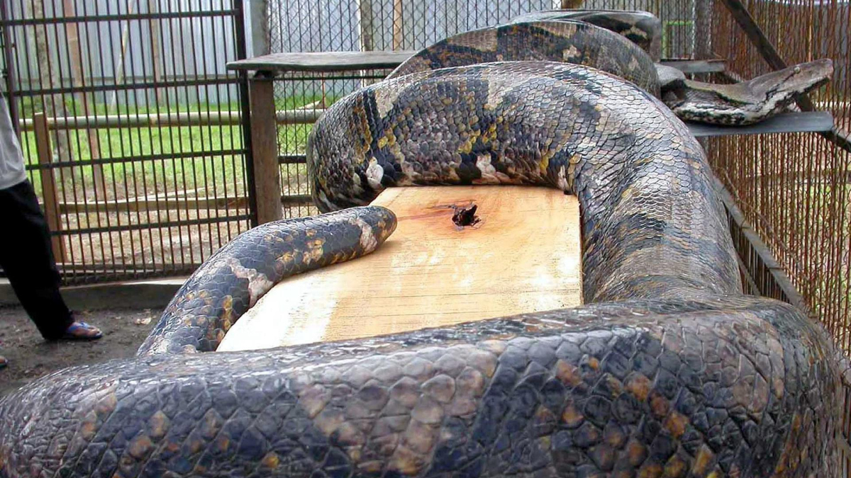 Fotografía de archivo de una serpiente pitón en un zoológico de la isla de Java, en Indonesia. EPA/VORDI PRIANTO