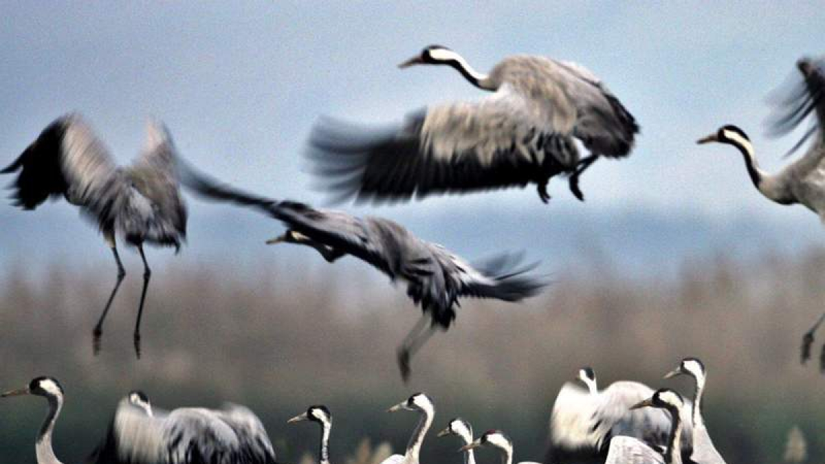Aves migratorias emprenden el vuelo. efe
