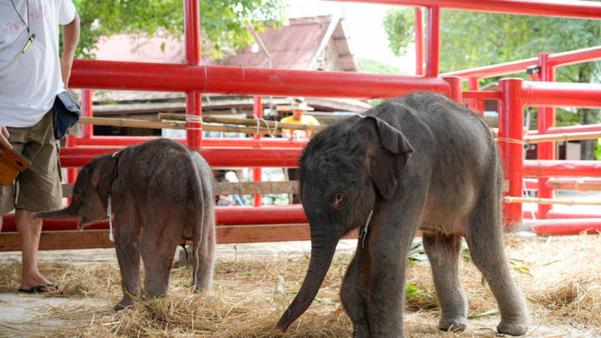 Los dos elefantes gemelos de distinto sexo.
