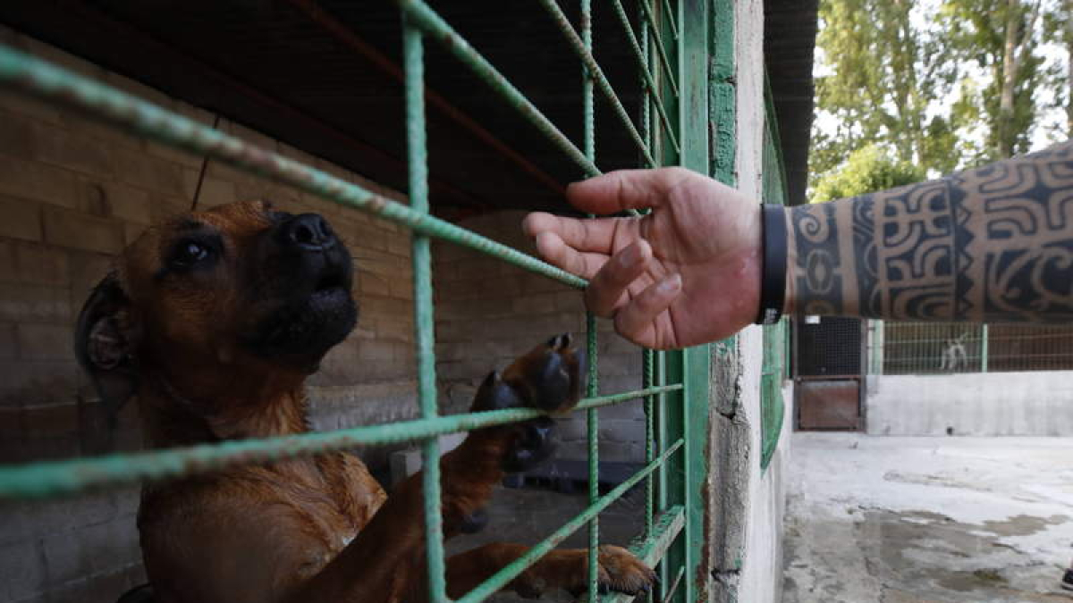 Imagen de archivo del Albergue Municipal de Animales. RAMIRO