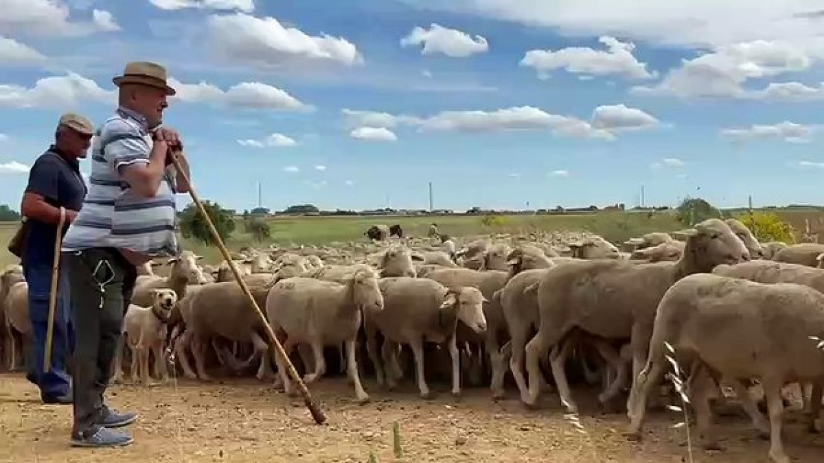 Ovejas trashumantes en León