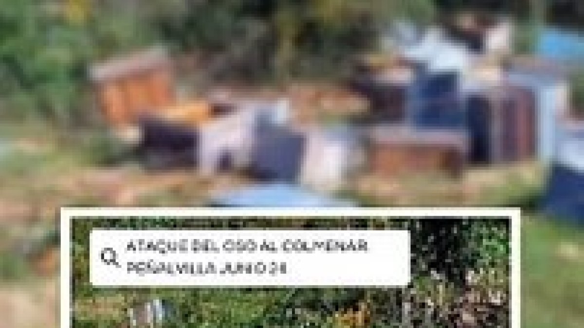 Los ganaderos denuncian en un vídeo viral la crudeza de convivir con el oso y el lobo