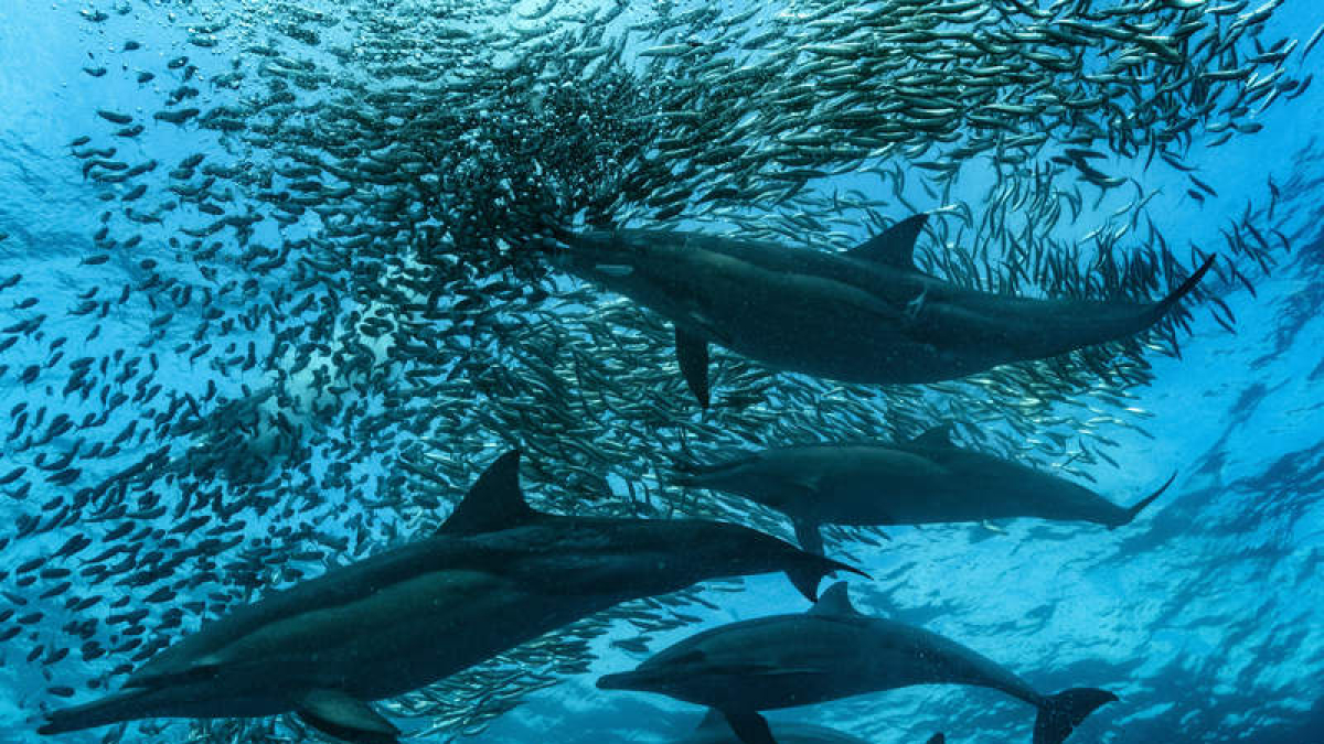 El cambio climático afecta a la migración marina.  ALEXIS ROSENFELD /UNESCO