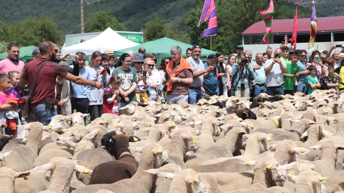 El pequeño rebaño de merinas hizo la entrada en el recinto ferial de Prioro ante la mirada de cientos de personas. CAMPOS