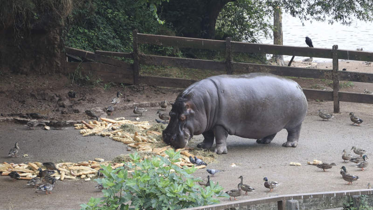 Uno de los hipopótamos en Cabárceno, ayer.  CELIA AGÜERO PEREDA