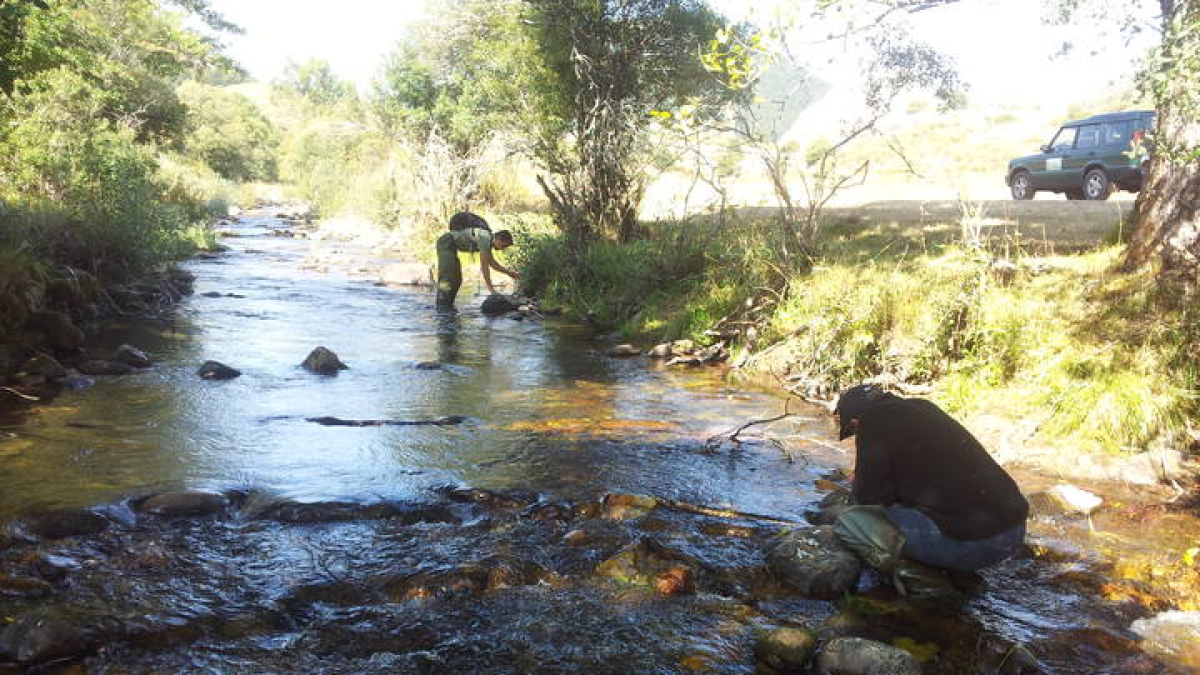 Muestreo para localizar la presencia de desmanes.