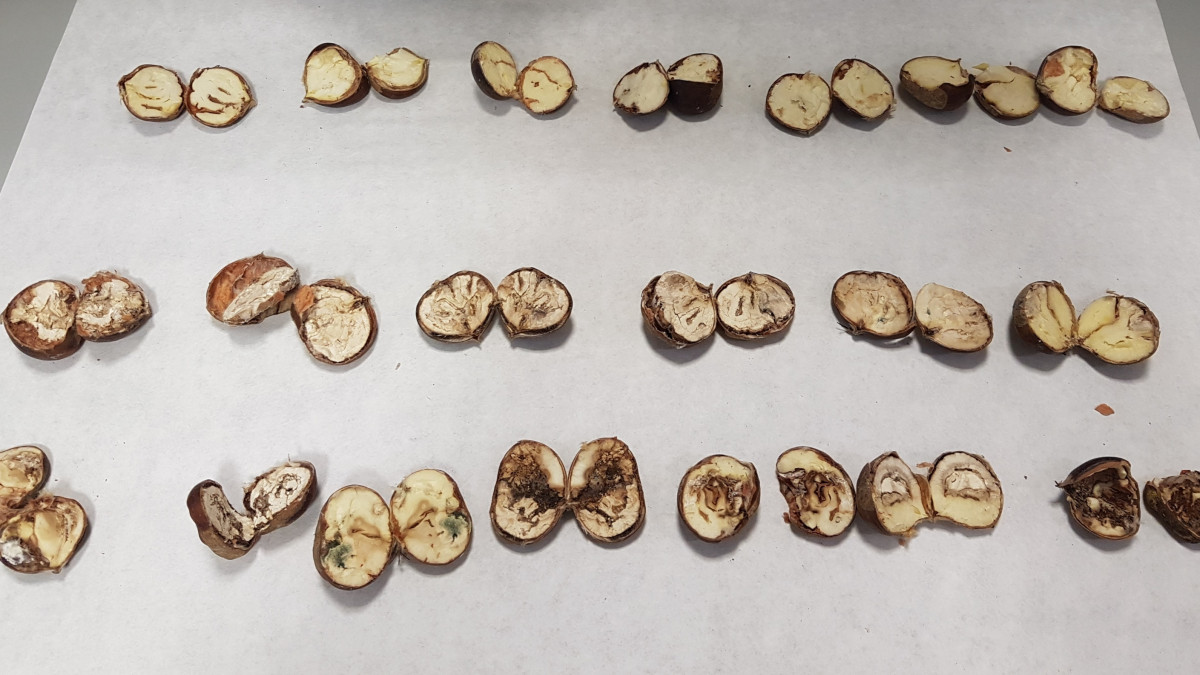 Castañas afectadas por hongos analizadas en el laboratorio de Inbiotec-Cesefor.