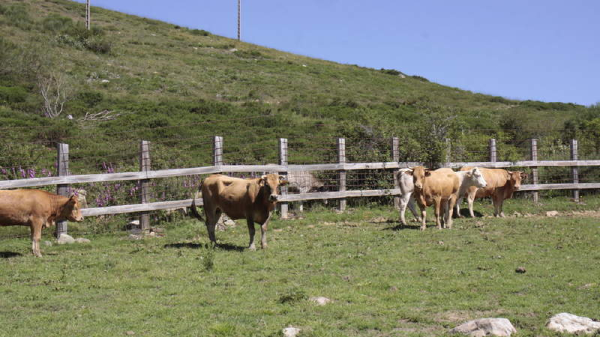 Reses de vacuno en terrenos del municipio de Maraña. CAMPOS