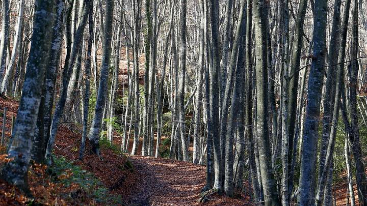 Bosque de La Garrotxa.