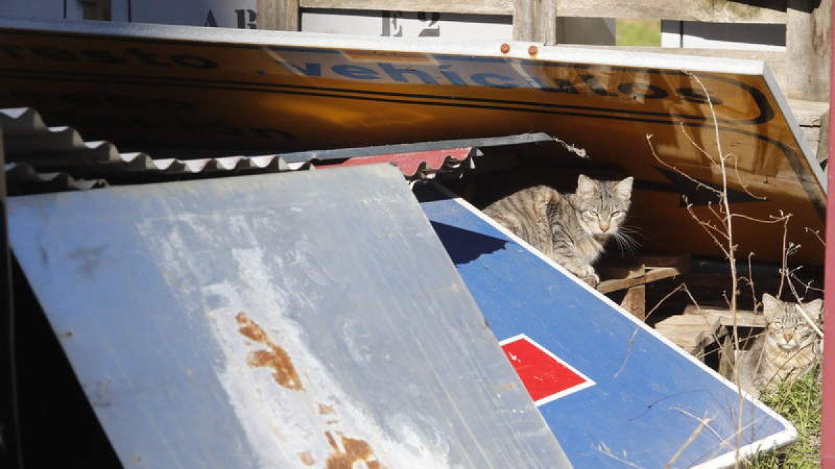 En el municipio de León hay registradas de manera oficial 49 colonias de gatos callejeros.  RAMIRO