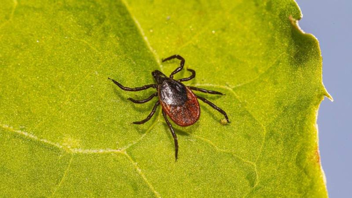 El Colegio Oficial de Veterinarios lanza una serie de recomendaciones para evitar las garrapatas.  ICAL