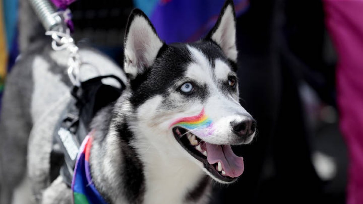Imagen de un perro en un desfile