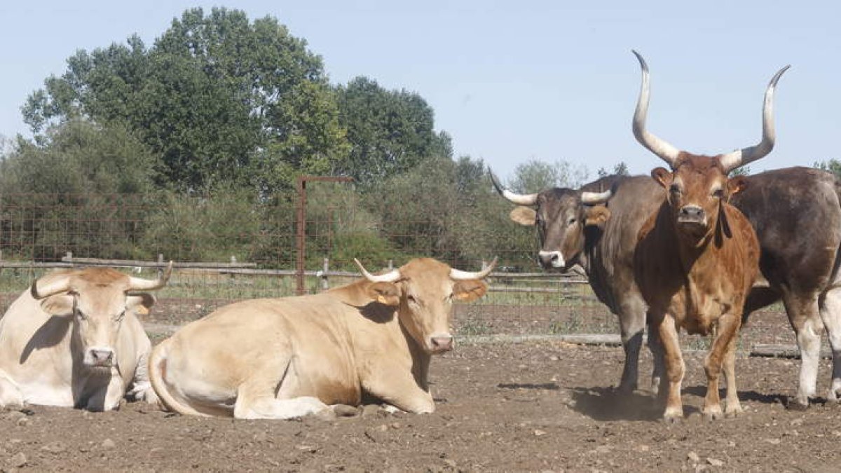 Bueyes de la ganadería propia de Carnes y Embutidos Luis
